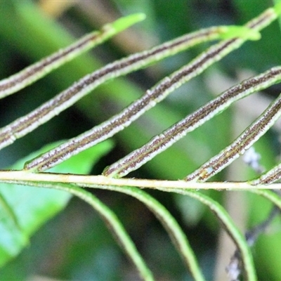 Blechnum camfieldii