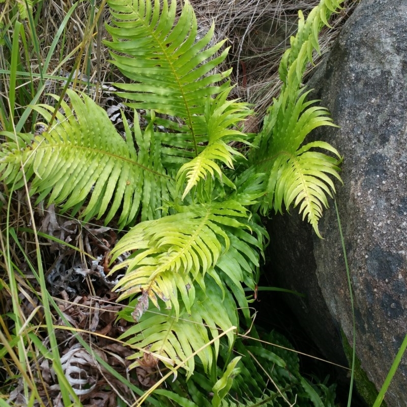 Blechnum cartilagineum