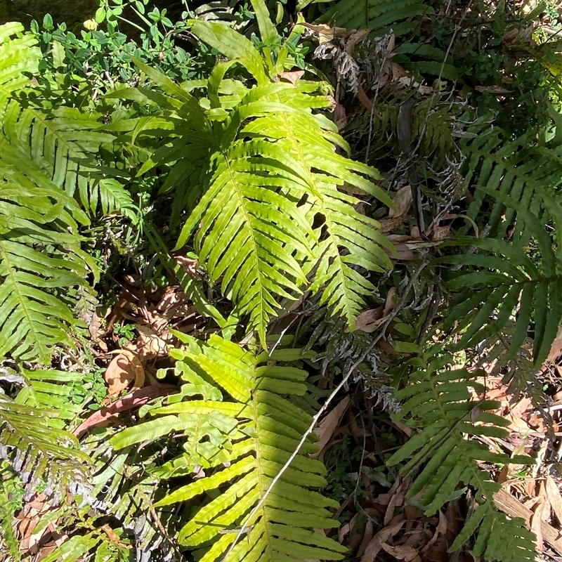 Blechnum cartilagineum