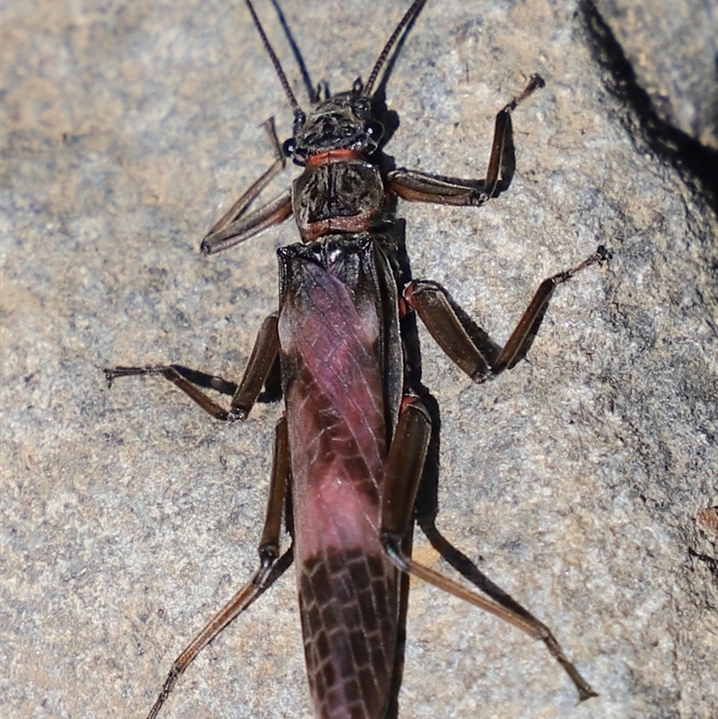 Eusthenia (genus)
