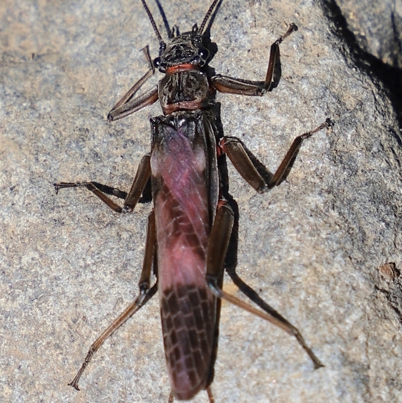Eusthenia (genus)
