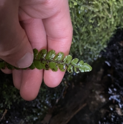 Blechnum fluviatile