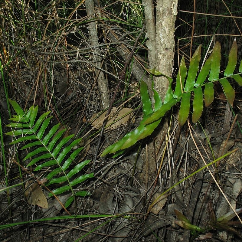 Telmatoblechnum indicum