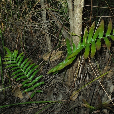 Jackie Miles, Jervis Bay area