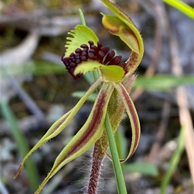 Caladenia toxochila