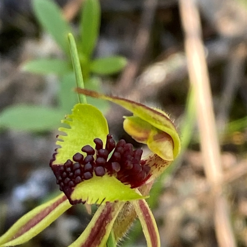 Caladenia toxochila