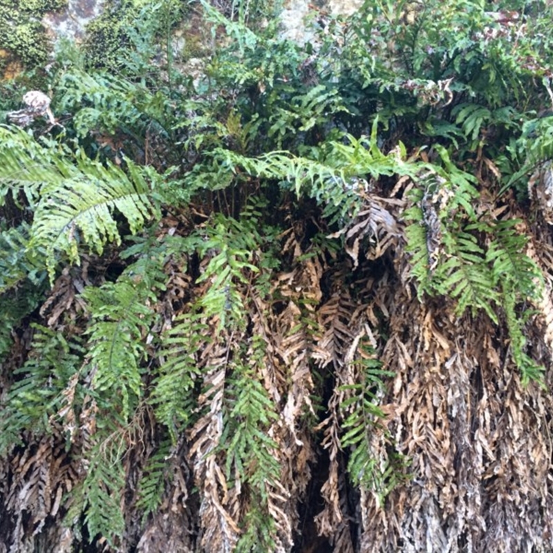 Blechnum minus