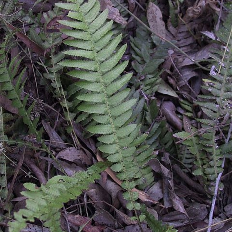 Blechnum neohollandicum