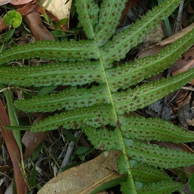 Blechnum neohollandicum