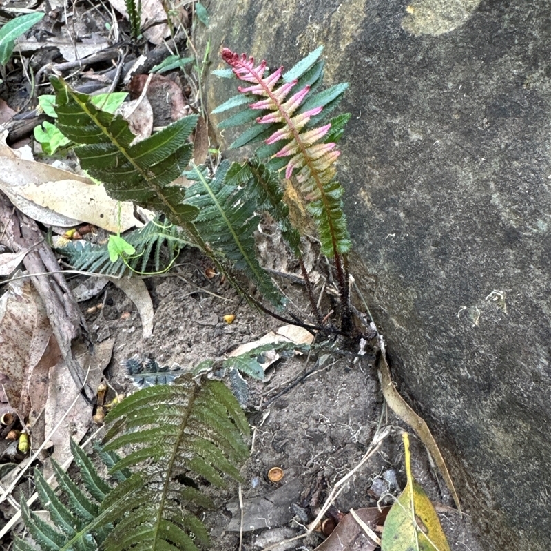 Blechnum neohollandicum