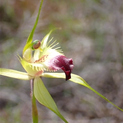 Caladenia infundibularis