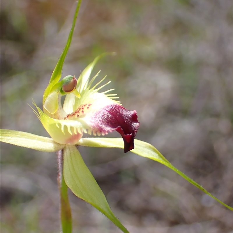 Caladenia infundibularis