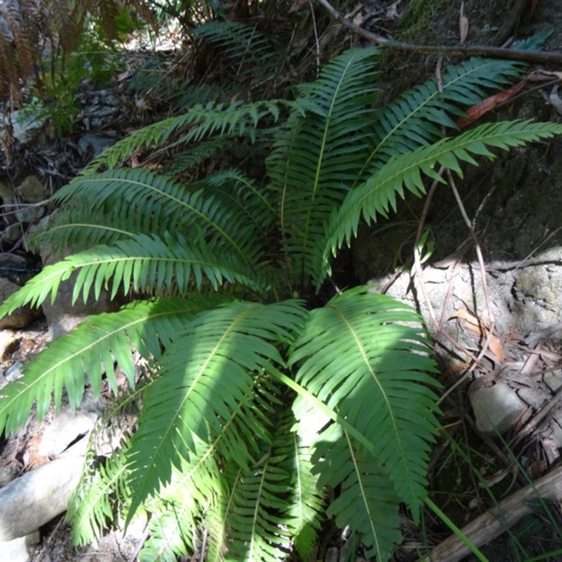 Blechnum nudum