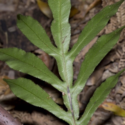 Blechnum patersonii subsp. patersonii