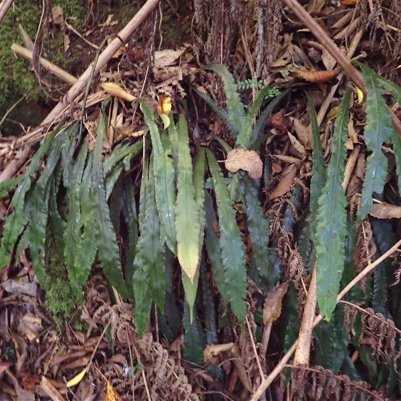 Blechnum patersonii subsp. patersonii