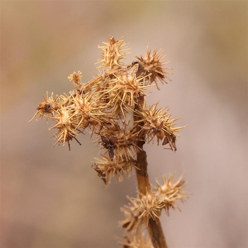 Acaena echinata