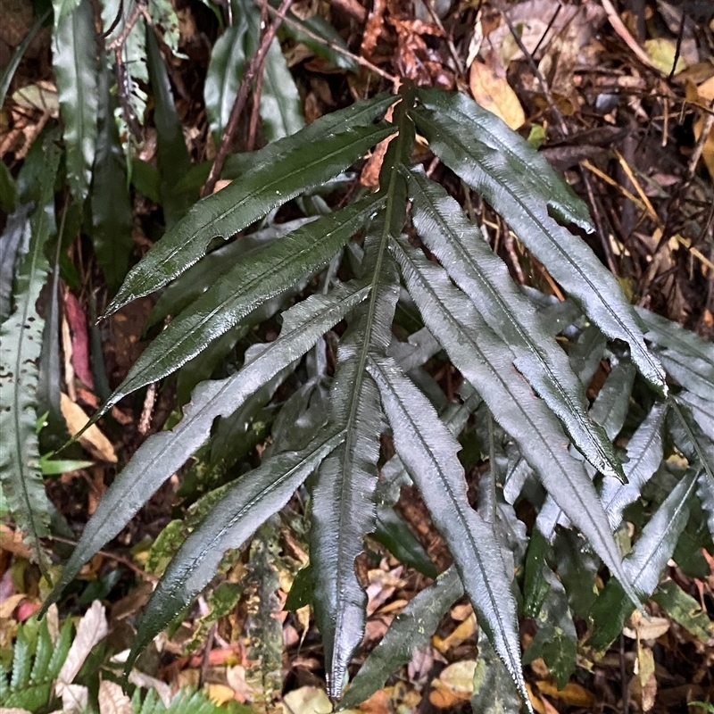 Blechnum patersonii subsp. queenslandicum