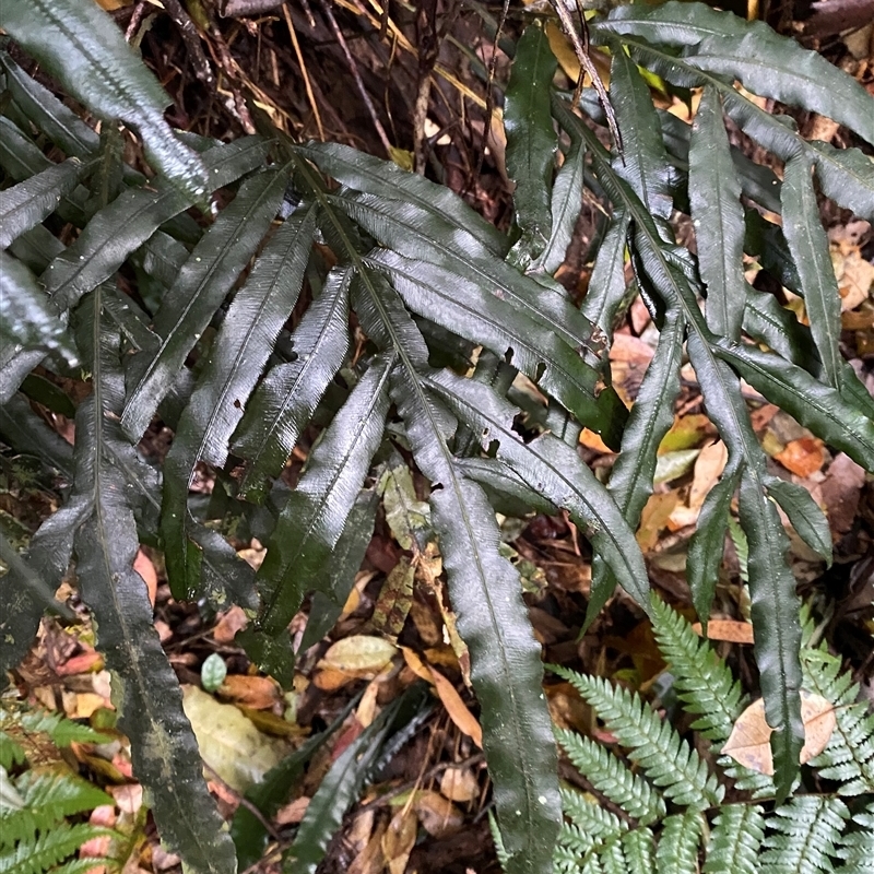 Blechnum patersonii subsp. queenslandicum