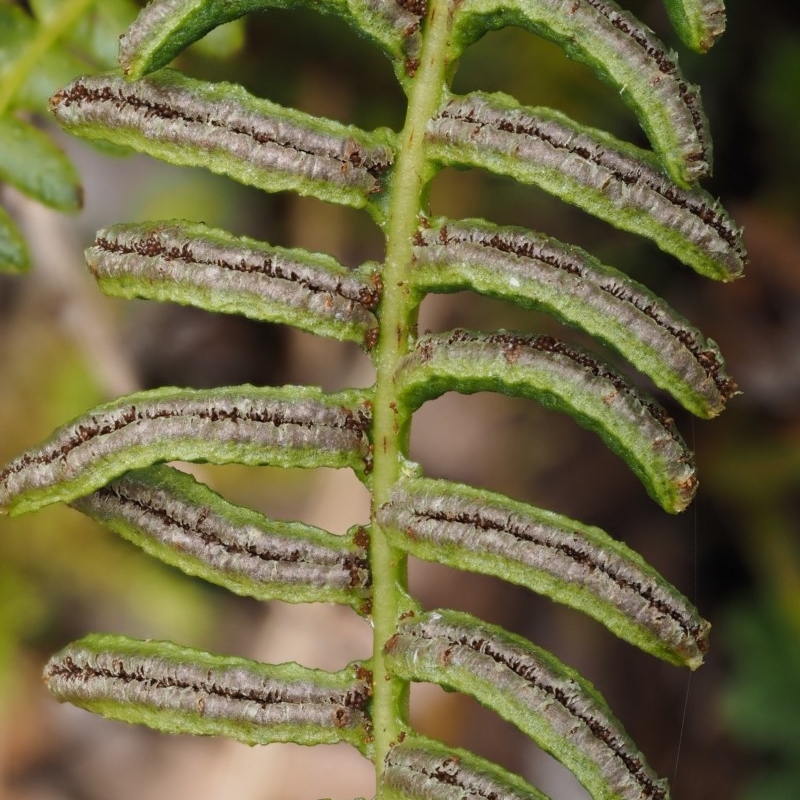 Blechnum penna-marina