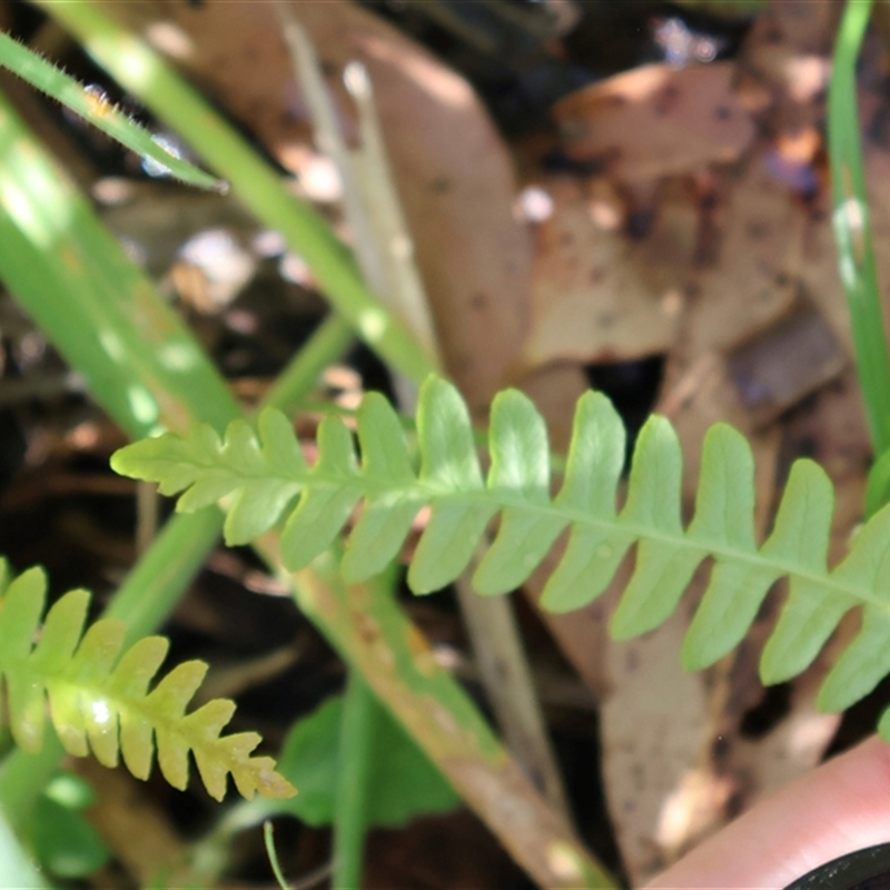 Blechnum penna-marina