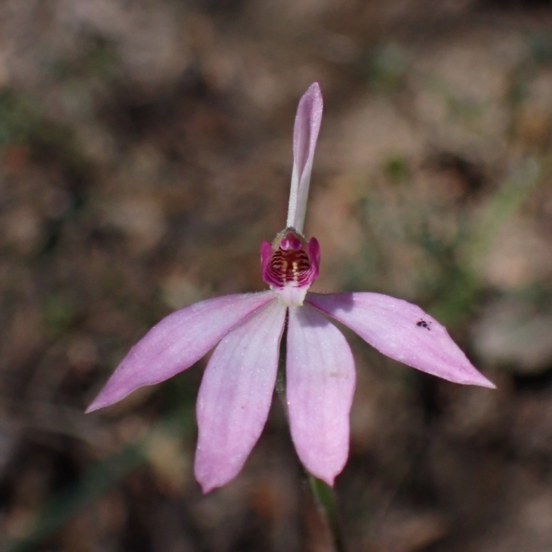 Caladenia ornata