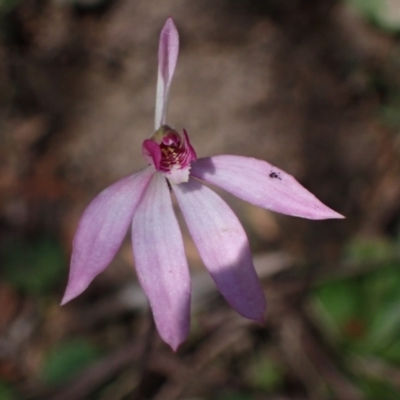 Caladenia ornata