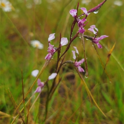 Diuris minor