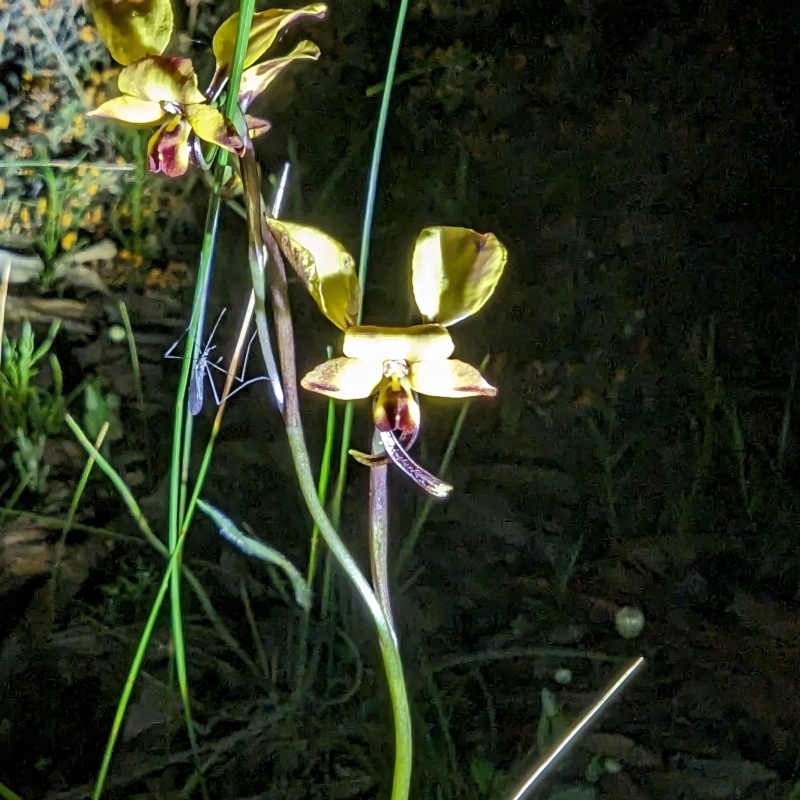 Diuris porrifolia