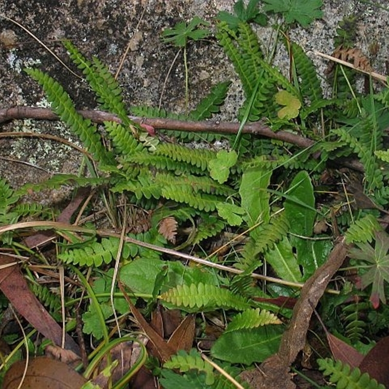 Blechnum penna-marina subsp. alpina