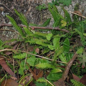 Blechnum penna-marina subsp. alpina