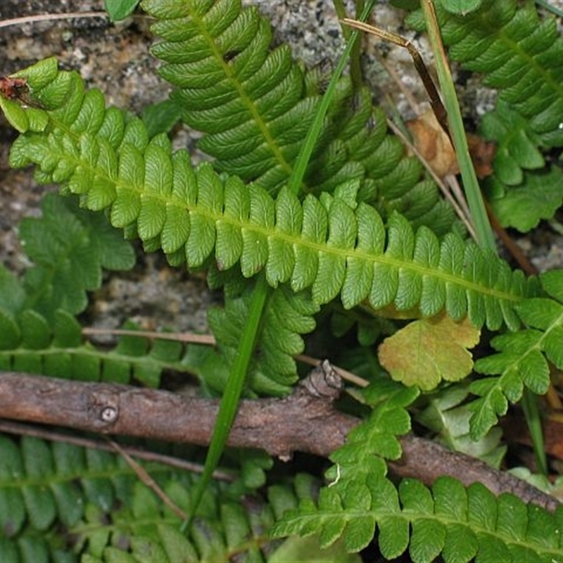 Blechnum penna-marina subsp. alpina