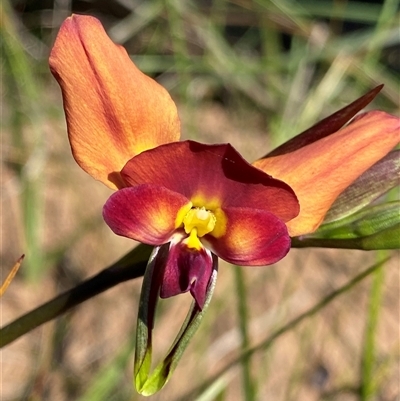 Diuris longifolia