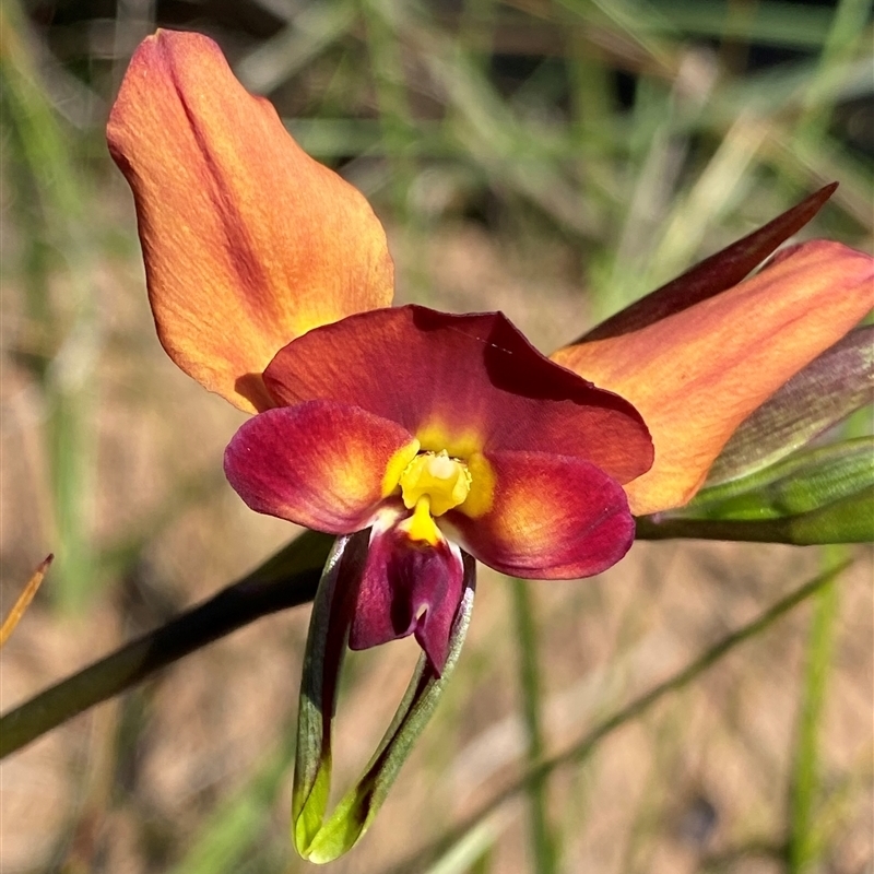 Diuris longifolia