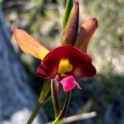 Diuris longifolia