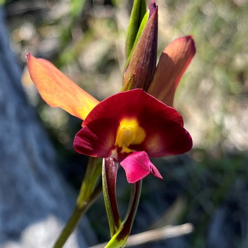 Diuris longifolia