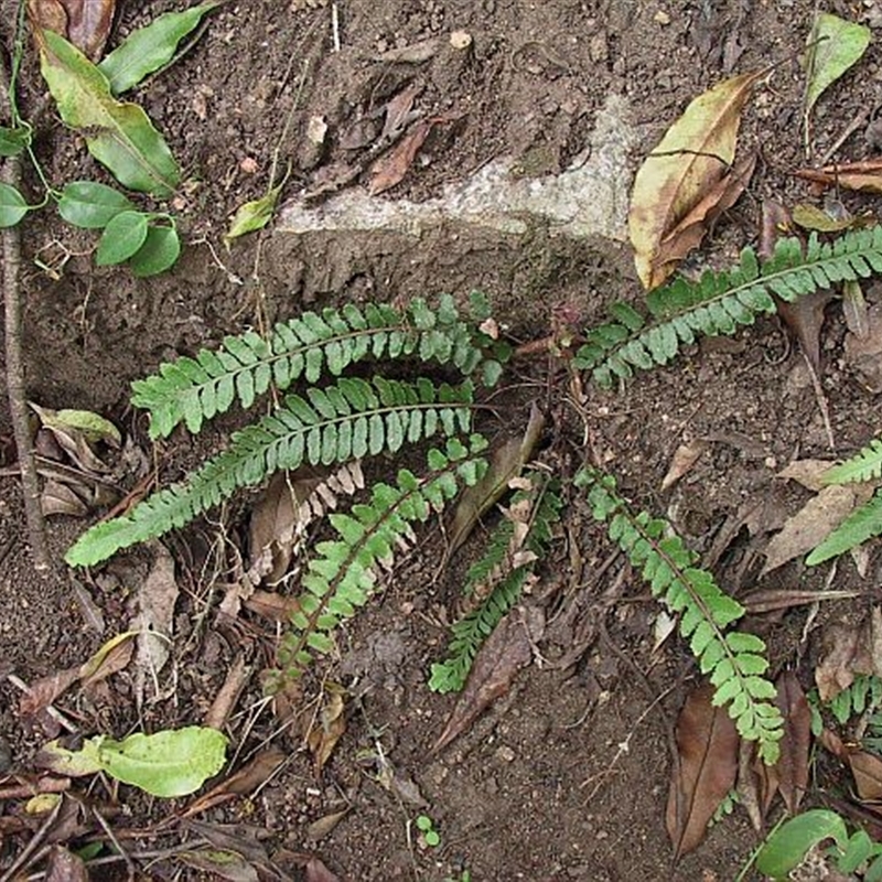 Blechnum rupestre