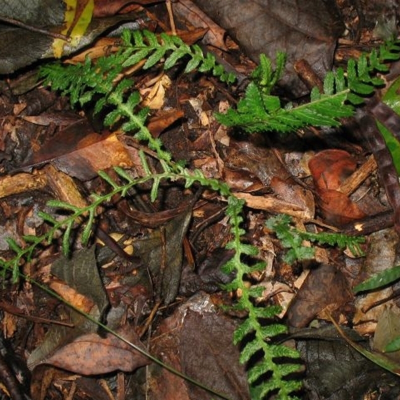 Blechnum rupestre