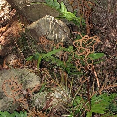 Blechnum wattsii