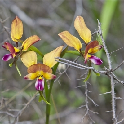 Diuris jonesii