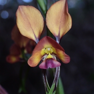 Diuris jonesii