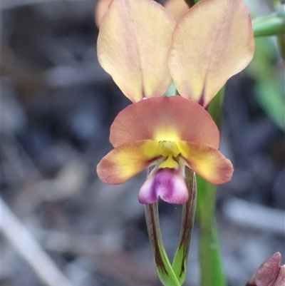 Diuris jonesii