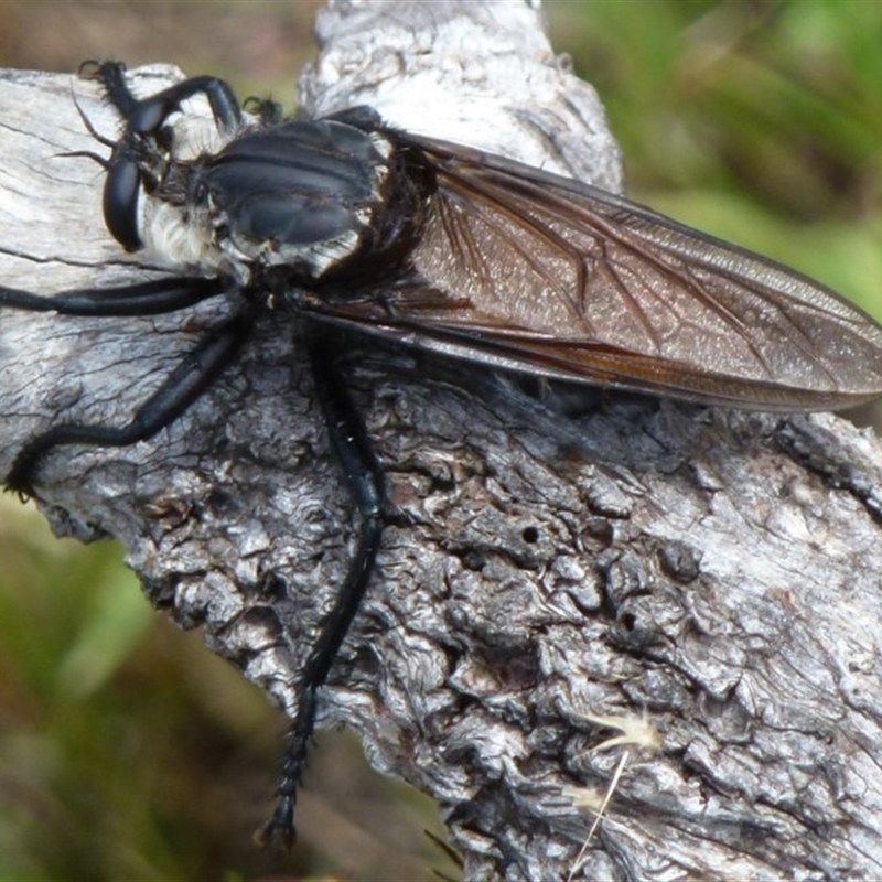 Blepharotes sp. (genus)