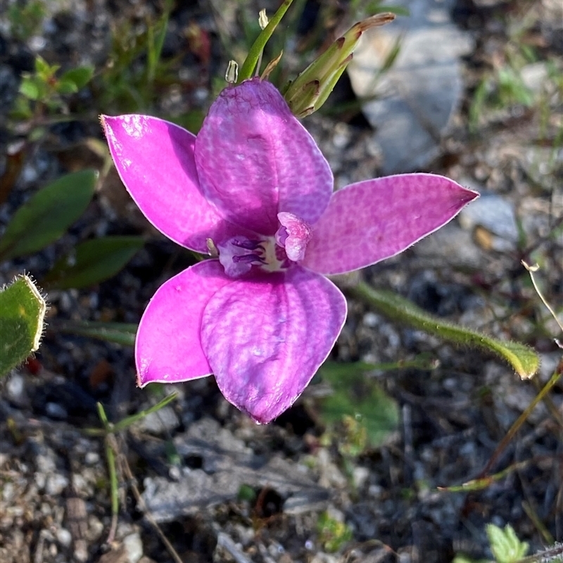 Elythranthera emarginata