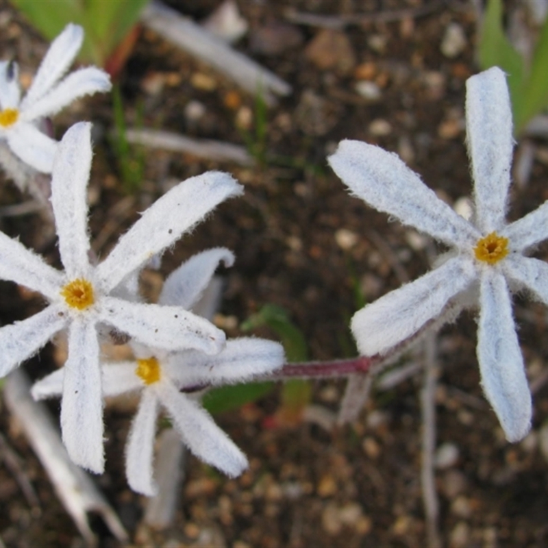 Tribonanthes longipetala