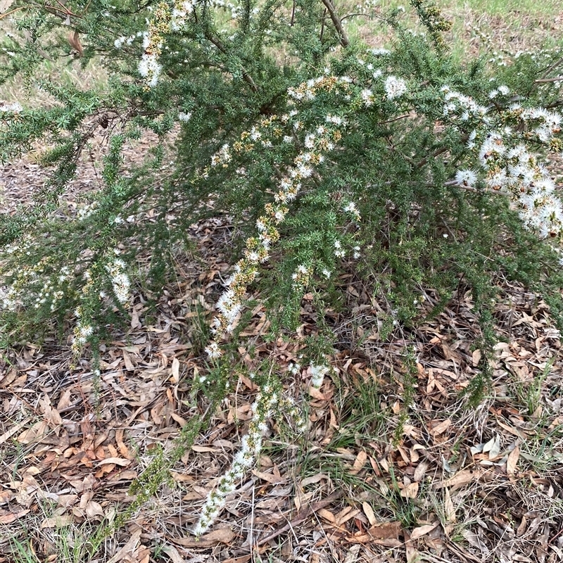 Kunzea sp.