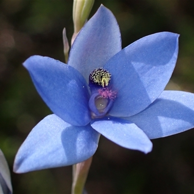 Thelymitra crinita