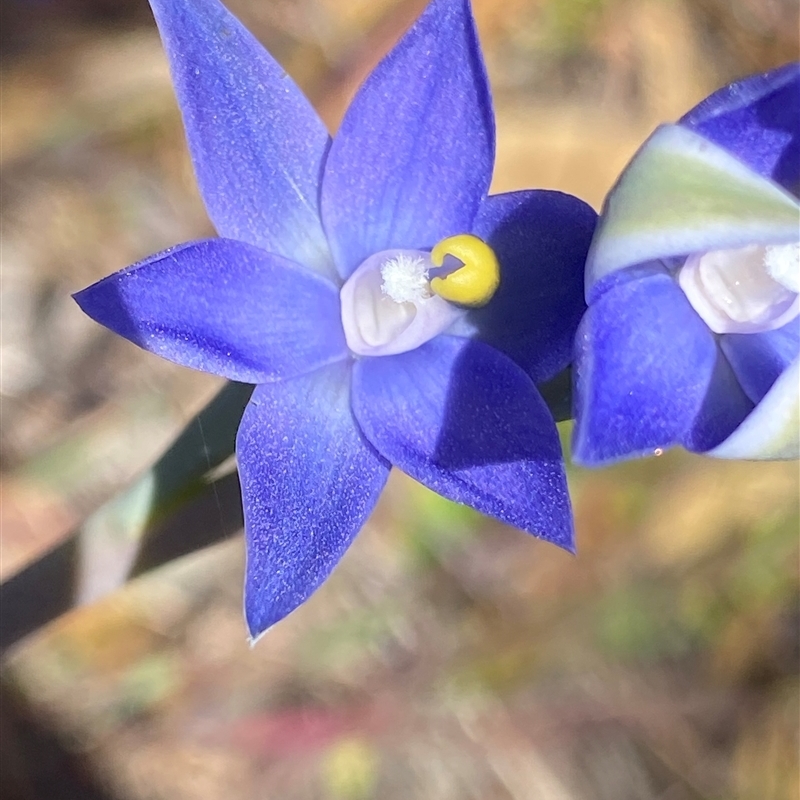 Thelymitra graminea