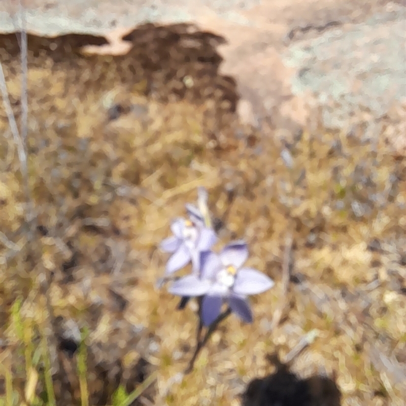 Thelymitra petrophila