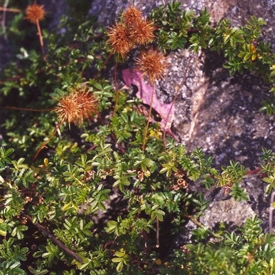 Acaena novae-zelandiae