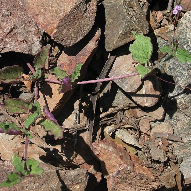 Boerhavia dominii